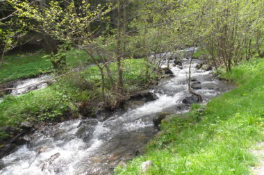 Węgorz europejski jest zagrożony wyginięciem!