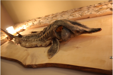 Czy zostanie nam tylko skóra z jesiotra?