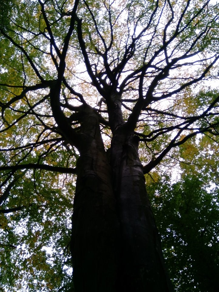 72217580_2397318813868788_1662449400670060544_n 72217580_2397318813868788_1662449400670060544_n