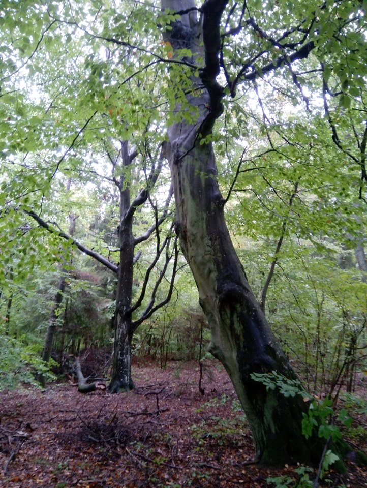 72354804_2397318367202166_1604062923758501888_n 72354804_2397318367202166_1604062923758501888_n