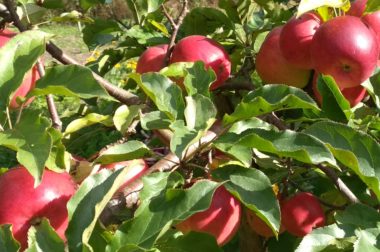 OWOCE I WARZYWA, KTÓRE ZAWDZIĘCZAMY <p>PSZCZOŁOM